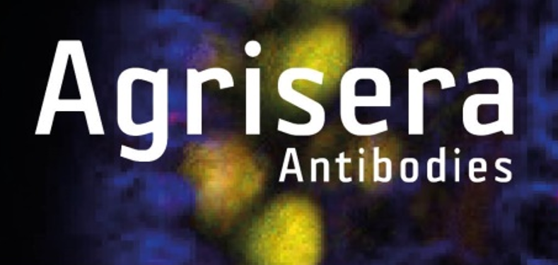 Agrisera植物細(xì)胞壁相關(guān)抗體，開(kāi)學(xué)季促銷啦！